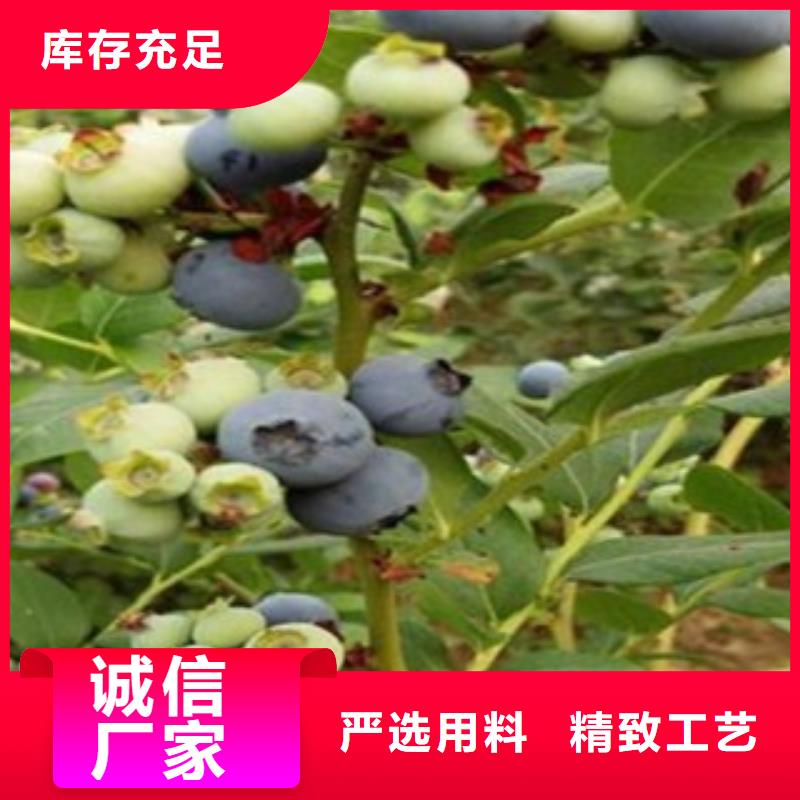 藍(lán)莓苗蘋果苗設(shè)計制造銷售服務(wù)一體