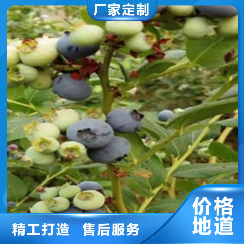 藍莓苗桃樹苗定制定做