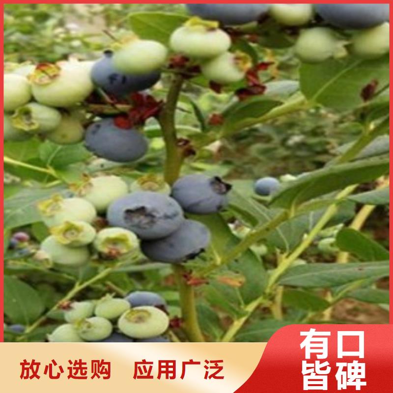 藍莓苗花椒苗廠家品控嚴格