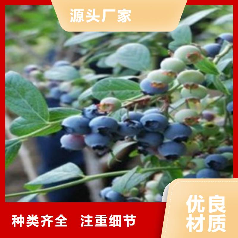 藍莓苗,板栗苗選擇大廠家省事省心