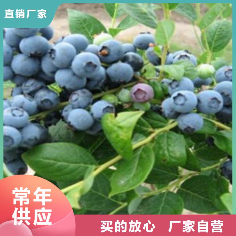 藍莓苗核桃苗優良工藝