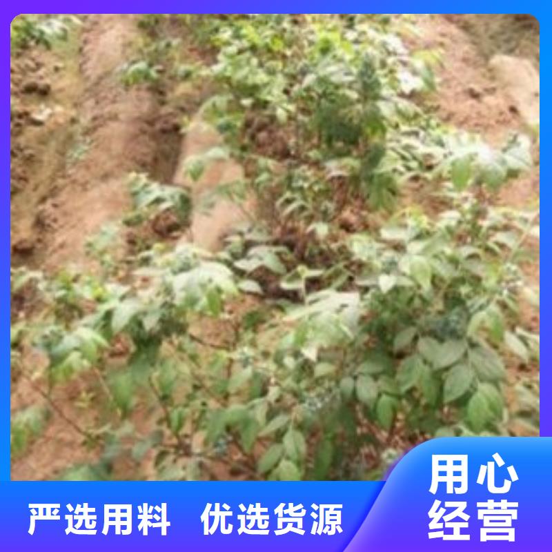 藍莓苗桃樹苗快速發貨
