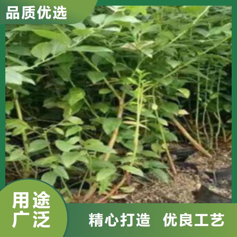 蓝莓苗核桃苗型号全价格低