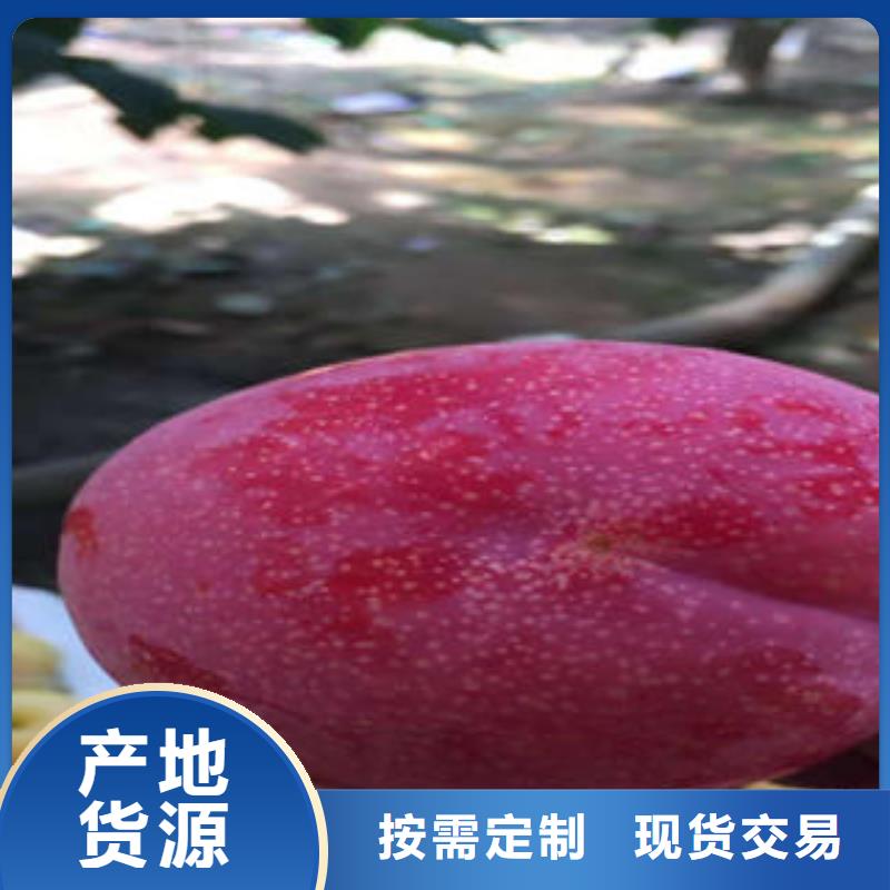 【李子苗】,梨樹苗廠家現貨供應