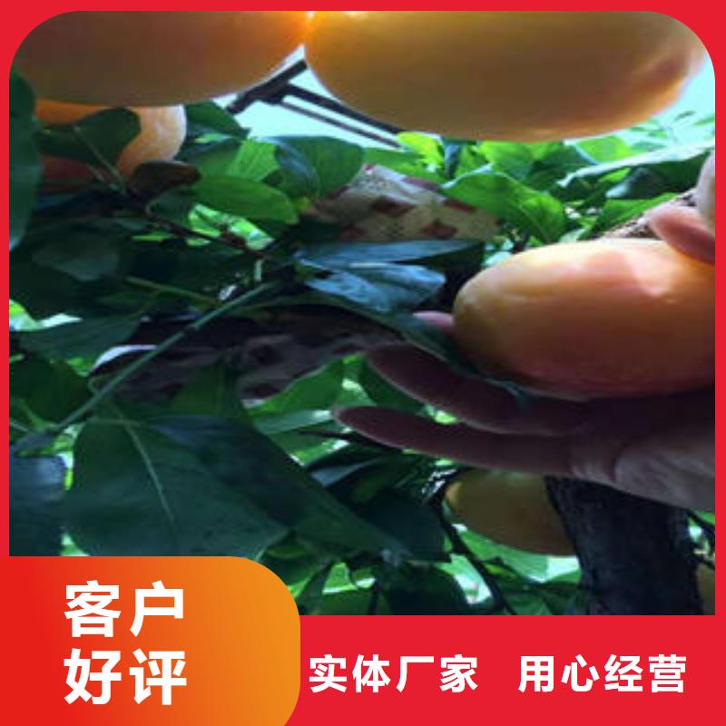 【李子苗葡萄苗一站式供應】