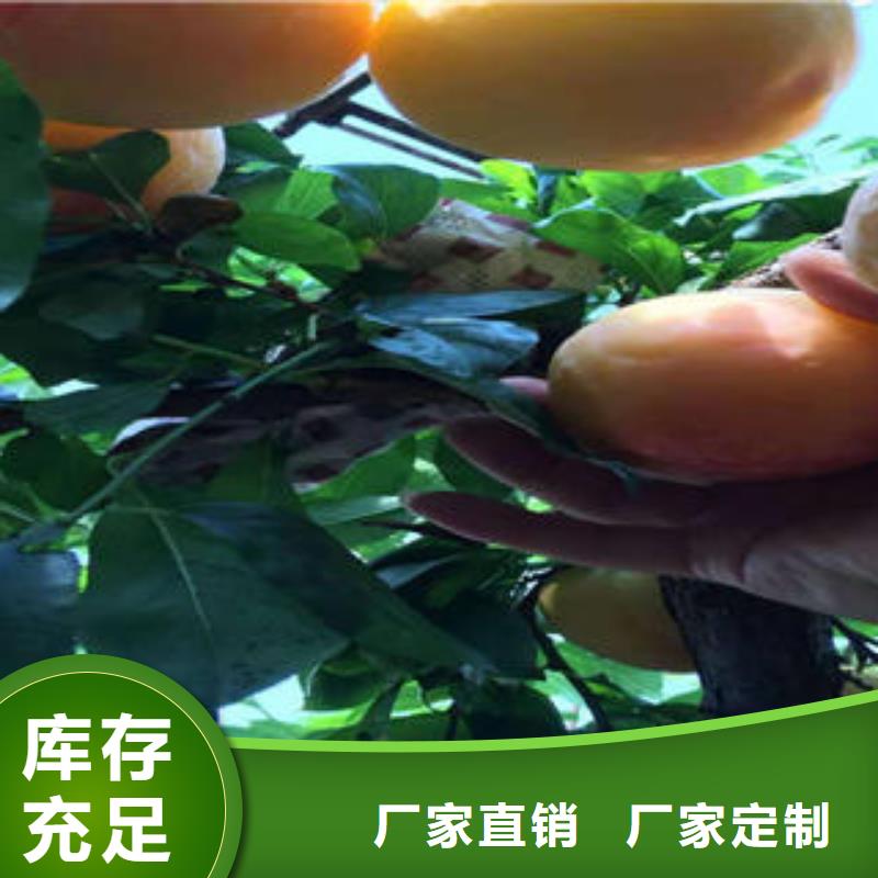 李子苗藍莓苗好品質經得住考驗