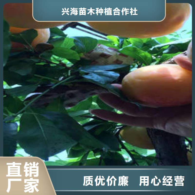 李子苗梨樹苗產地貨源