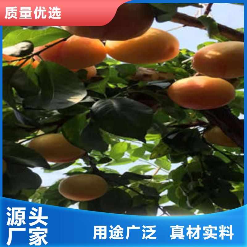 李子苗藍莓苗好品質經得住考驗
