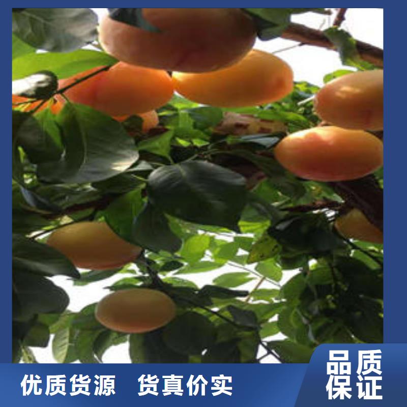 李子苗_花椒苗N年大品牌