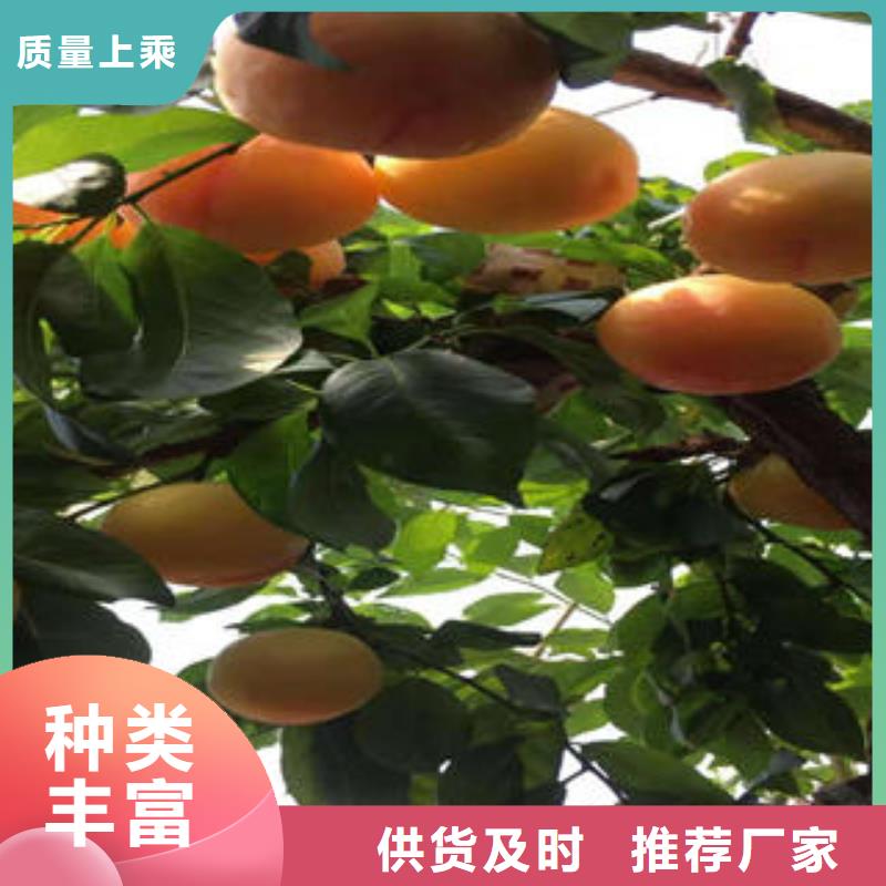 李子苗梨樹苗產地貨源