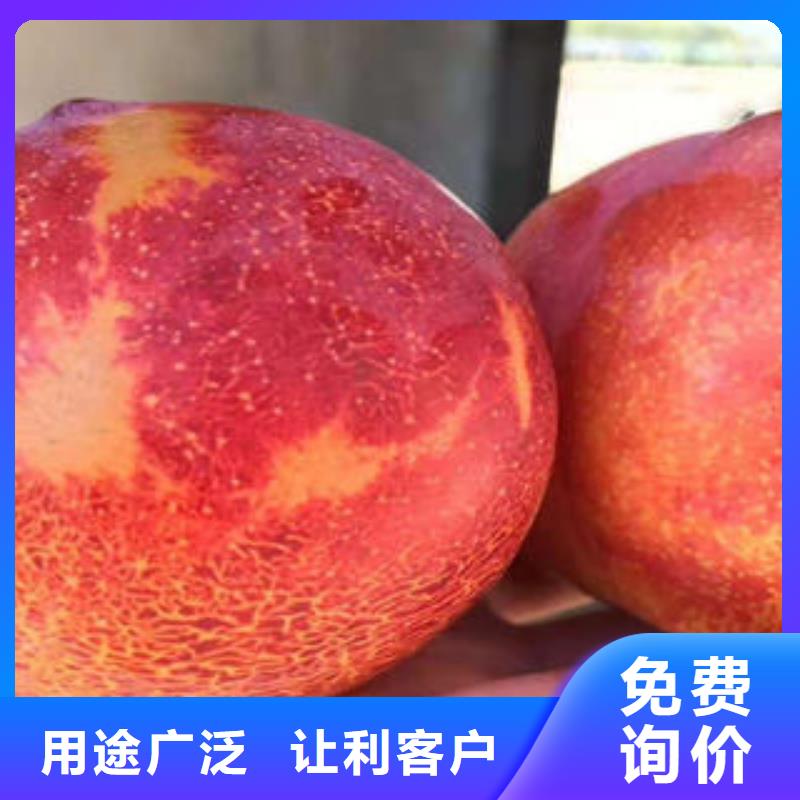 【李子苗】,梨樹(shù)苗廠家現(xiàn)貨供應(yīng)