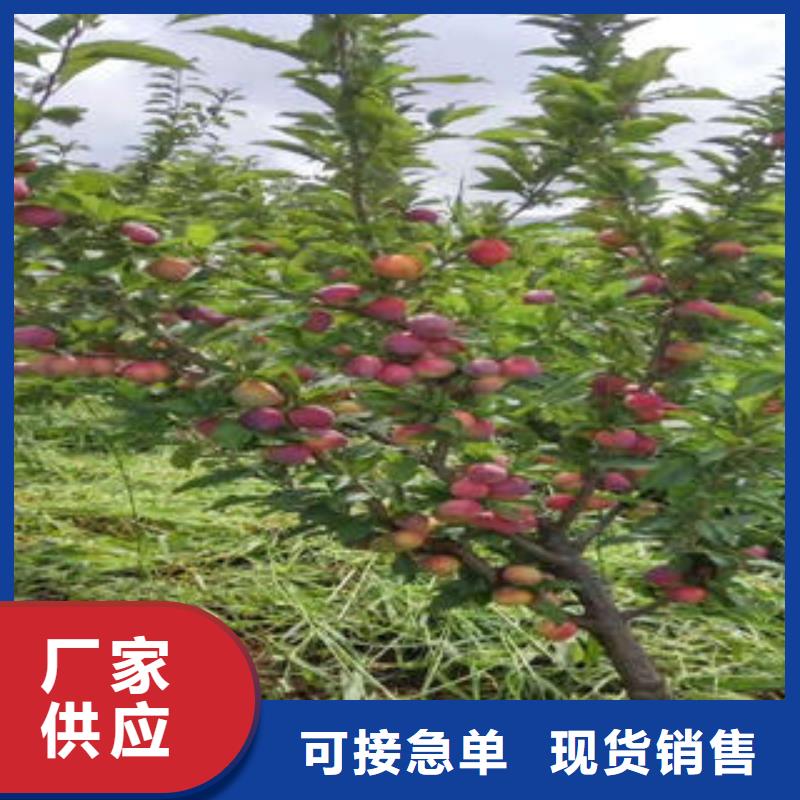 【李子苗】,梨樹苗廠家現貨供應