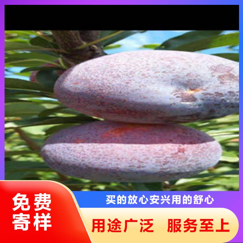 李子苗-核桃苗拒絕偽劣產品