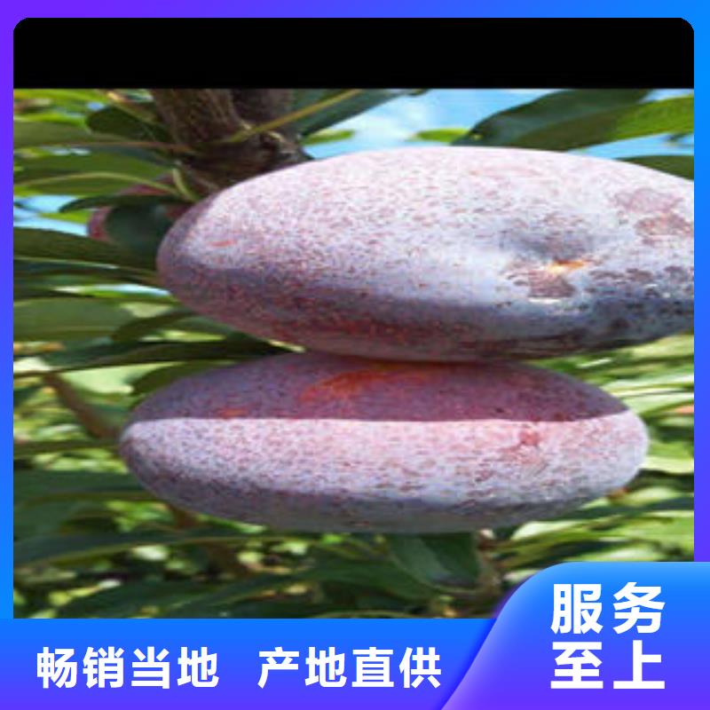 李子苗藍莓苗好品質經得住考驗
