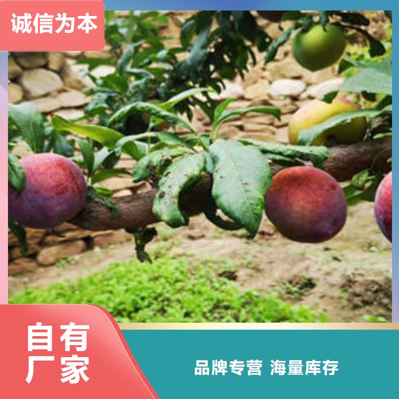 李子苗-核桃苗拒絕偽劣產品