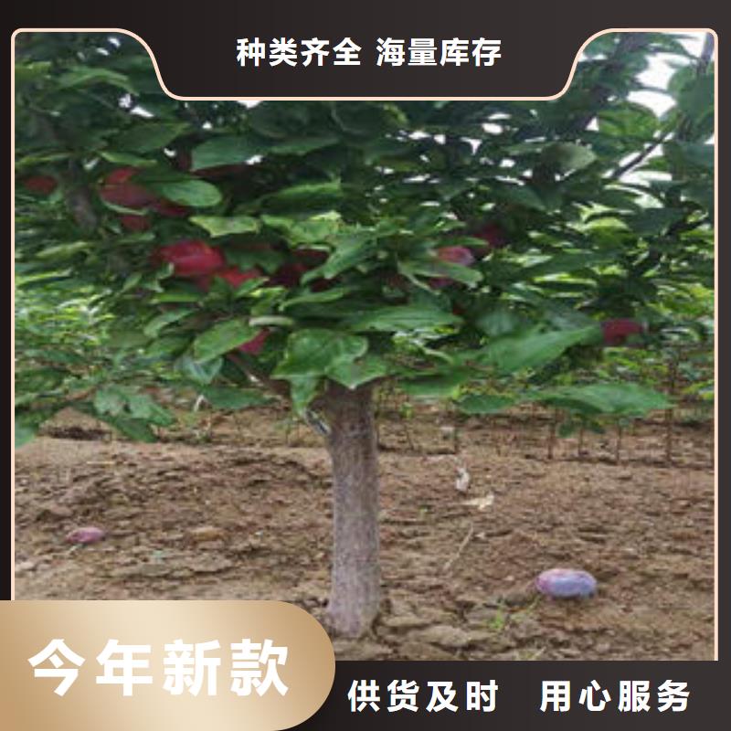 李子苗源廠直銷