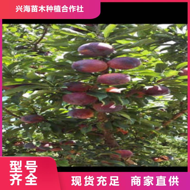 李子苗板栗苗種類齊全