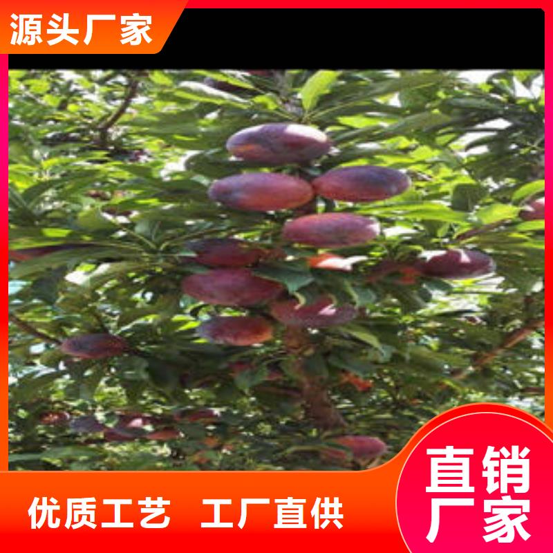 李子苗_桃树苗层层质检