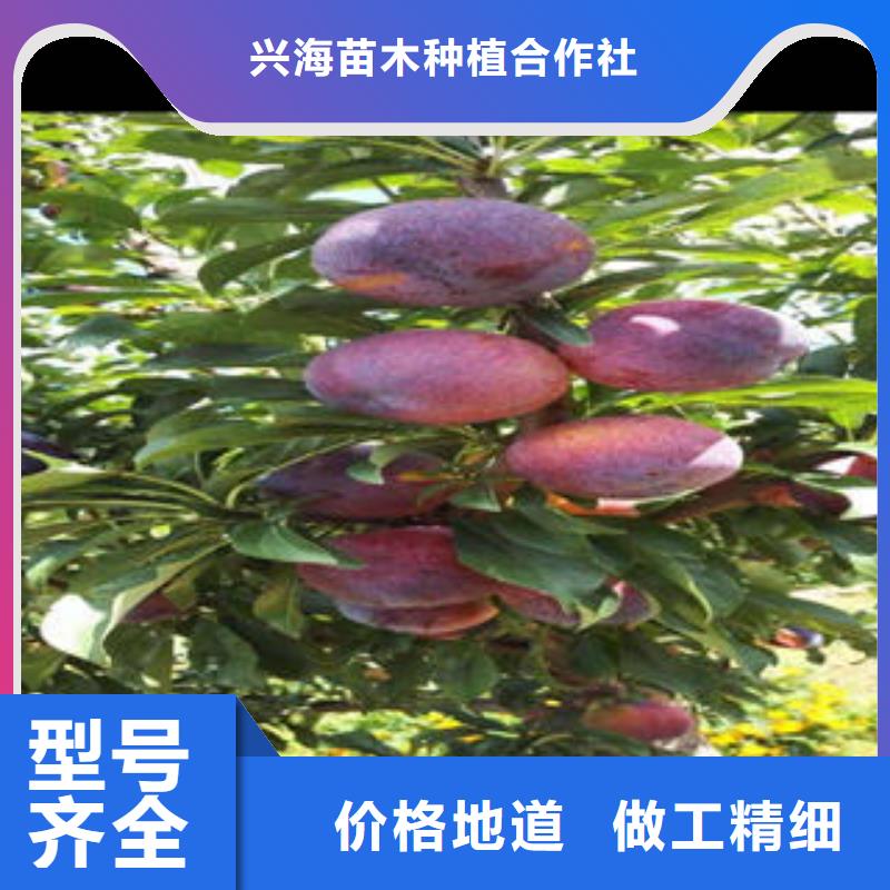 李子苗_花椒苗N年大品牌