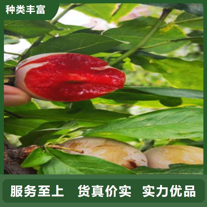李子苗梨樹苗來圖定制量大從優(yōu)