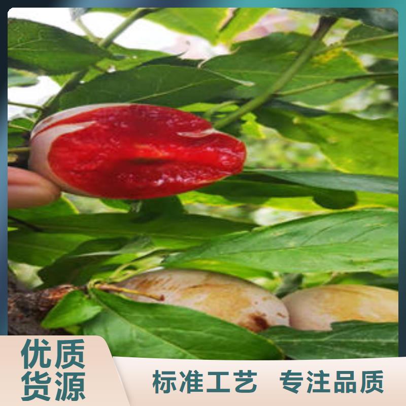 李子苗_桃树苗层层质检