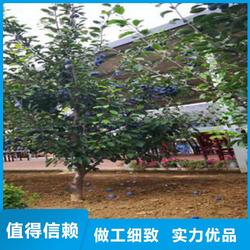 李子苗藍莓苗好品質經得住考驗