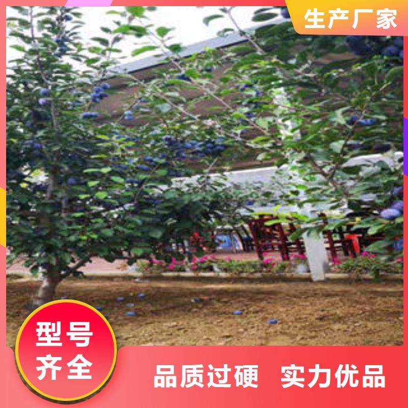 李子苗梨樹苗產(chǎn)地貨源
