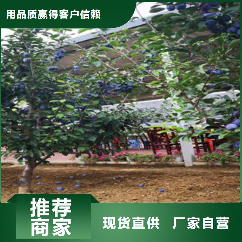 【李子苗葡萄苗一站式供應】