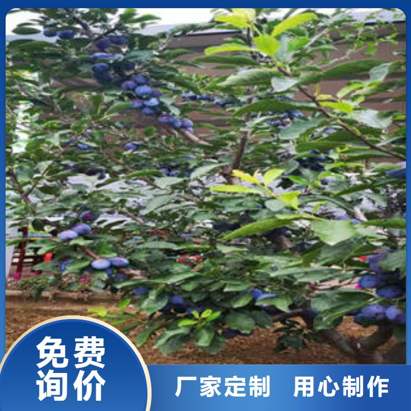 李子苗花椒苗標準工藝