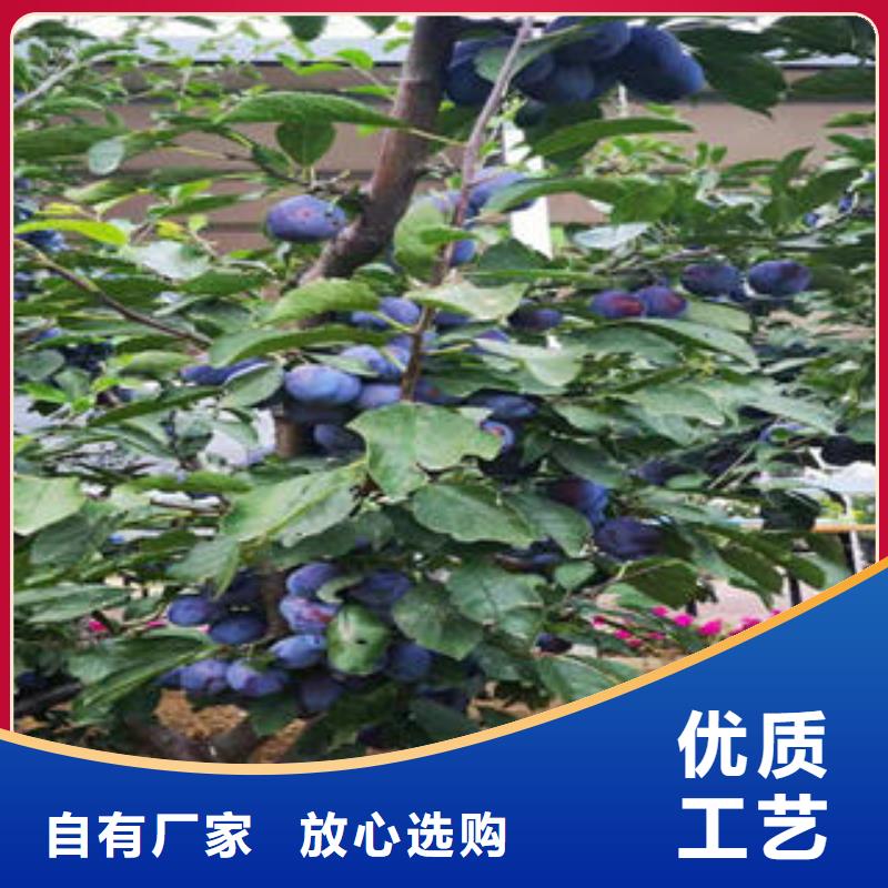 【李子苗】,梨樹(shù)苗廠家現(xiàn)貨供應(yīng)