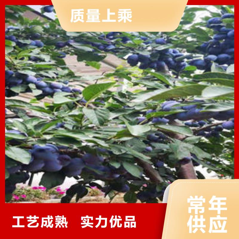 【李子苗葡萄苗一站式供應】