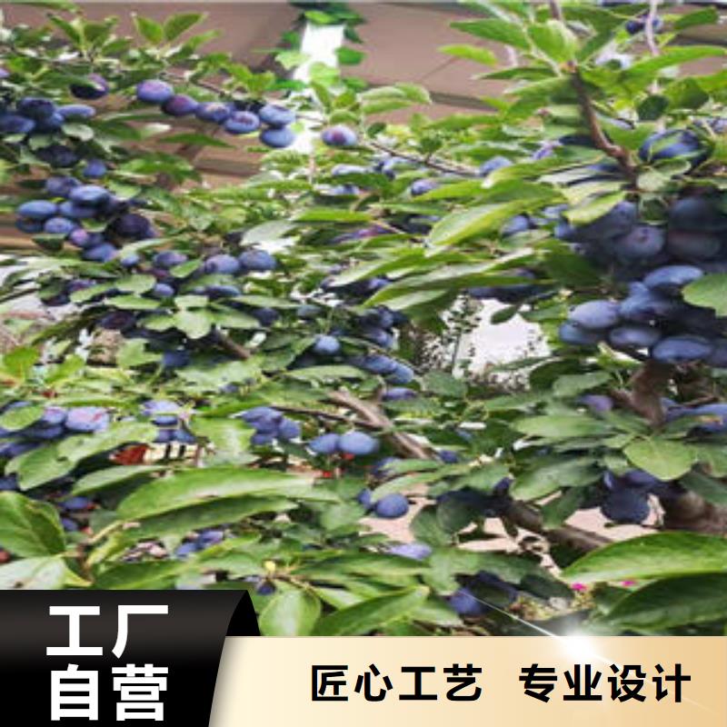 【李子苗】,梨樹苗廠家現(xiàn)貨供應(yīng)