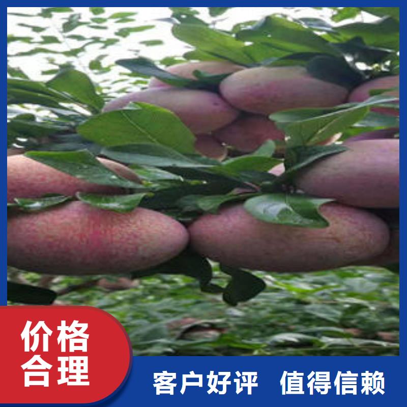 李子苗梨樹苗自產(chǎn)自銷