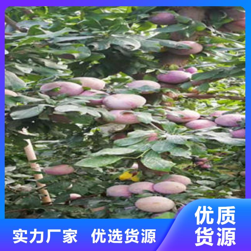 李子苗梨樹苗來圖定制量大從優(yōu)