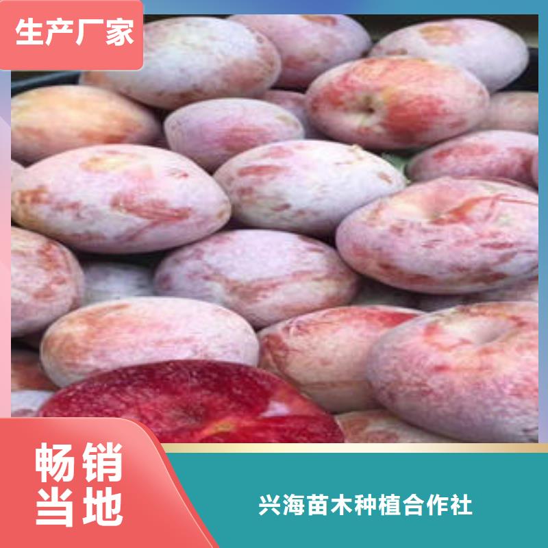 李子苗_蓝莓苗用心制造