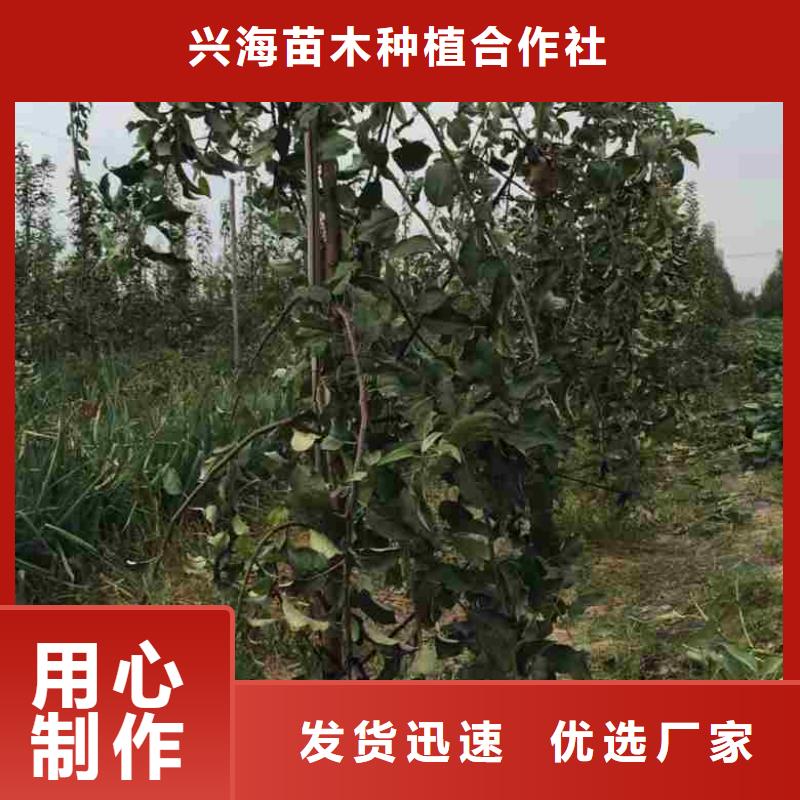 苹果苗_李子苗让客户买的放心