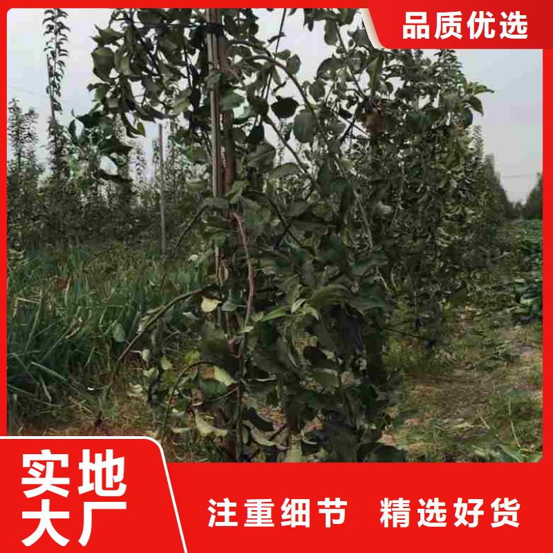蘋果苗梨樹苗供您所需