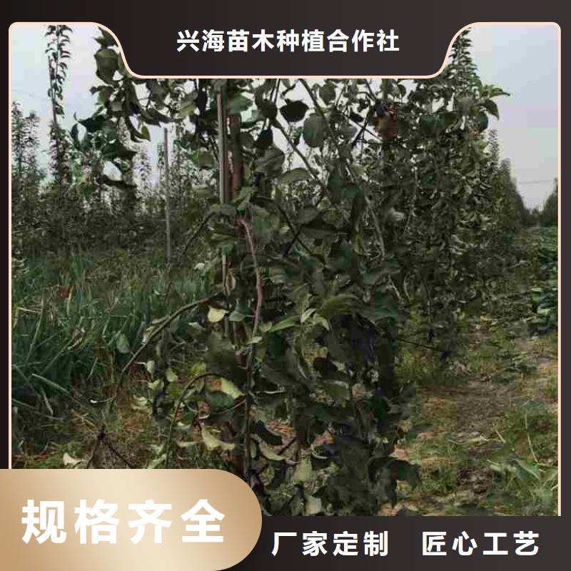 苹果苗花椒苗质量安心