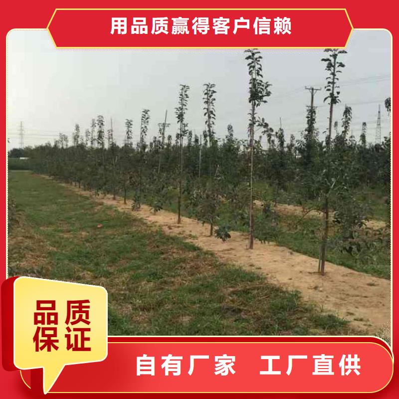 蘋果苗-藍莓苗優選廠家