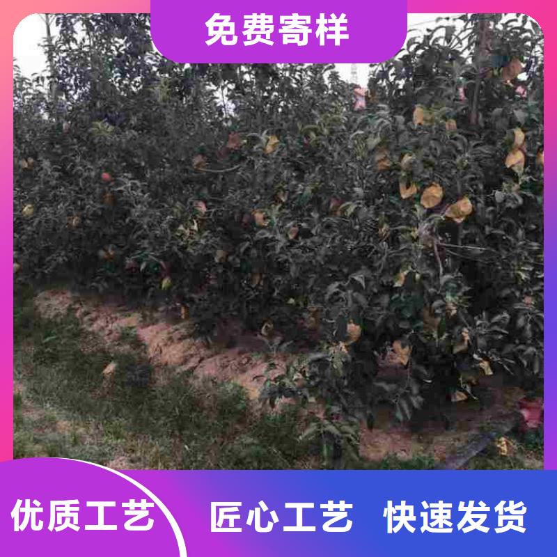 蘋果苗核桃苗廠家現(xiàn)貨供應