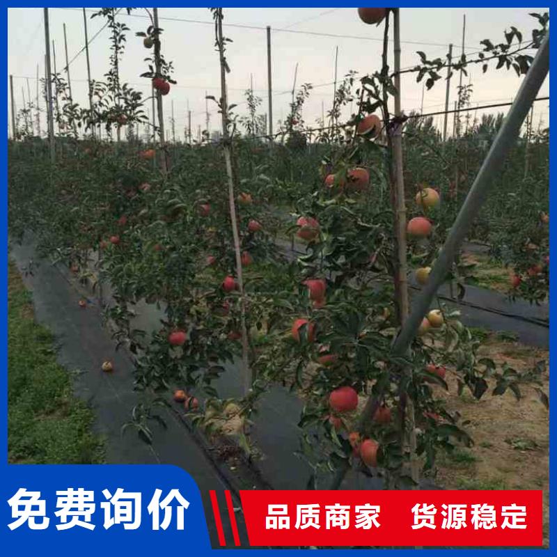 蘋果苗板栗苗多種規格供您選擇