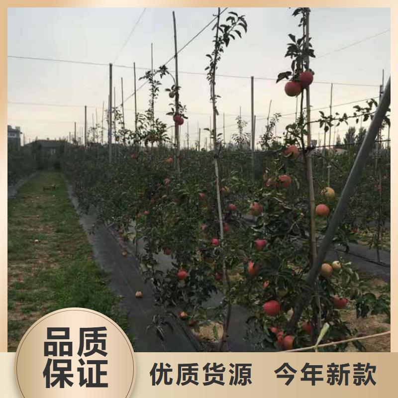 苹果苗-蓝莓苗品质保证