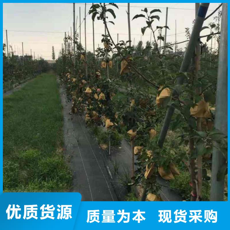蘋果苗桃樹苗可放心采購
