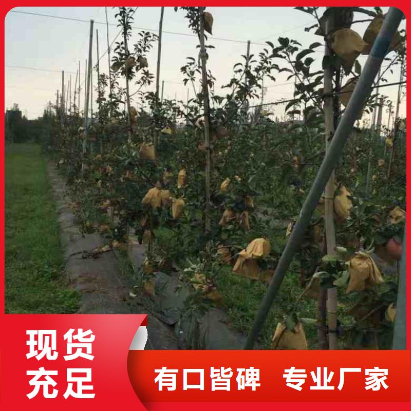 蘋果苗李子苗工藝層層把關(guān)