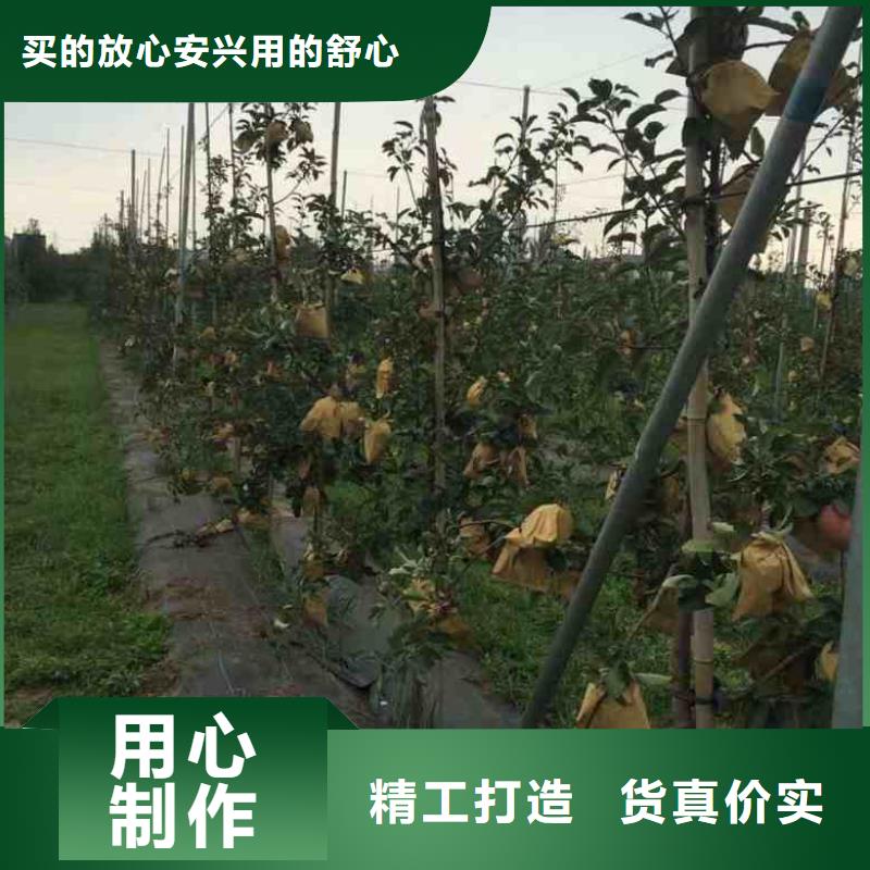 蘋果苗-葡萄苗專業(yè)廠家