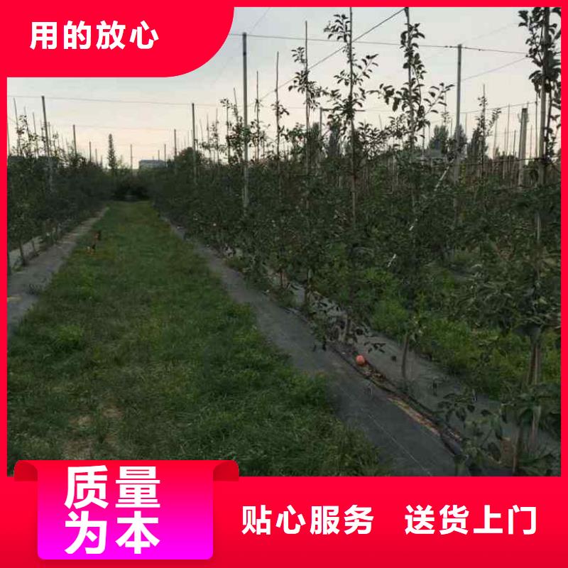 蘋果苗,核桃苗使用壽命長久