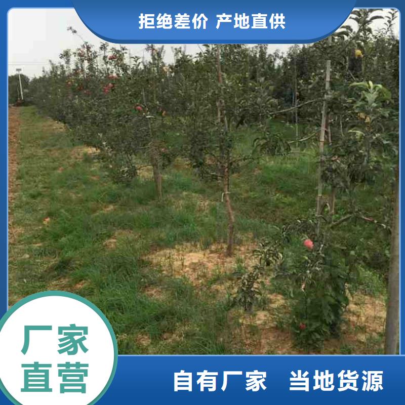 蘋果苗物美價優