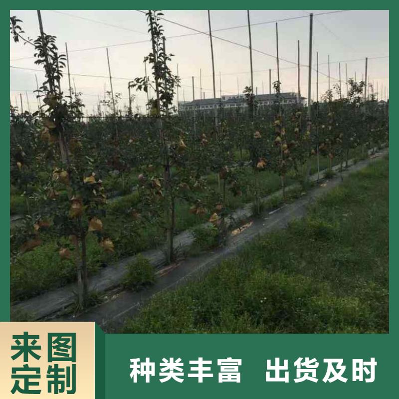 苹果苗_李子苗让客户买的放心