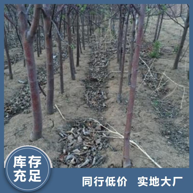 蘋果苗桃樹苗可放心采購