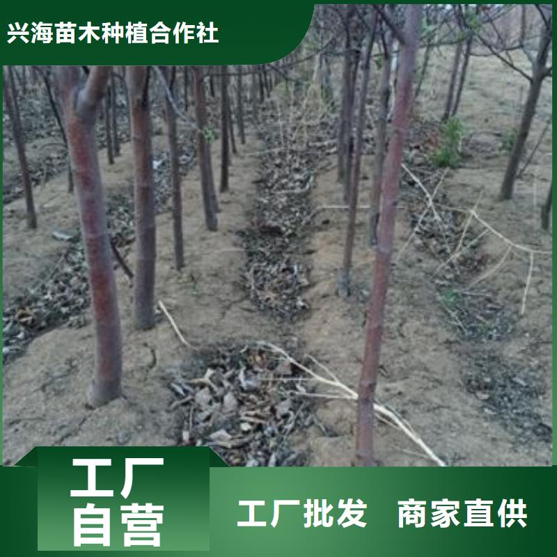 蘋果苗山楂苗生產(chǎn)型
